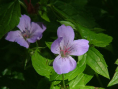 Geranium nodosum bestellen